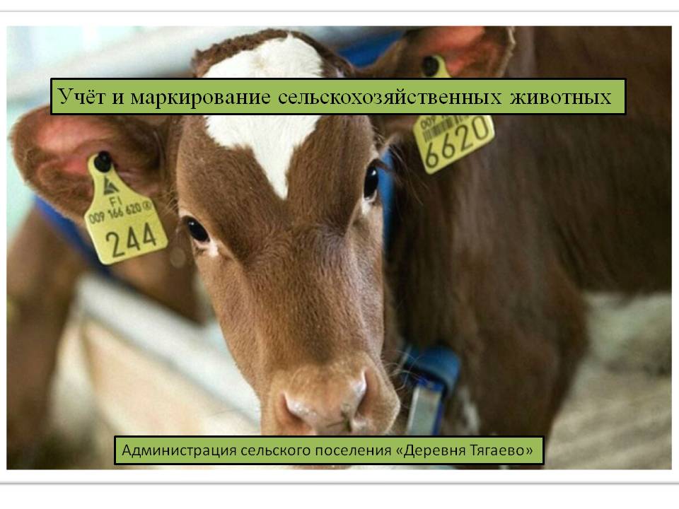 С 1 сентября 2023 года в России вступил в силу Федеральный закон от 28 июня 2022 года № 221-ФЗ, который вводит маркирование и учет сельскохозяйственных животных..
